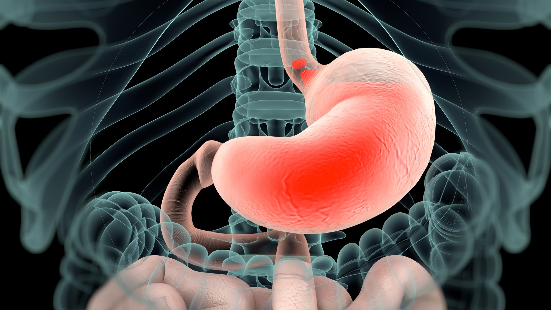 p4105-mucous-membrane-of-stomach-prosections