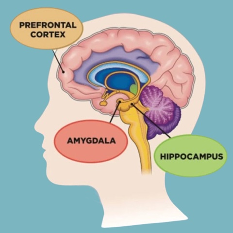 Amygdala